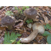 Мицелий Млечника темно-бурого / Млечник буроватый (Lactarius fuliginosus)